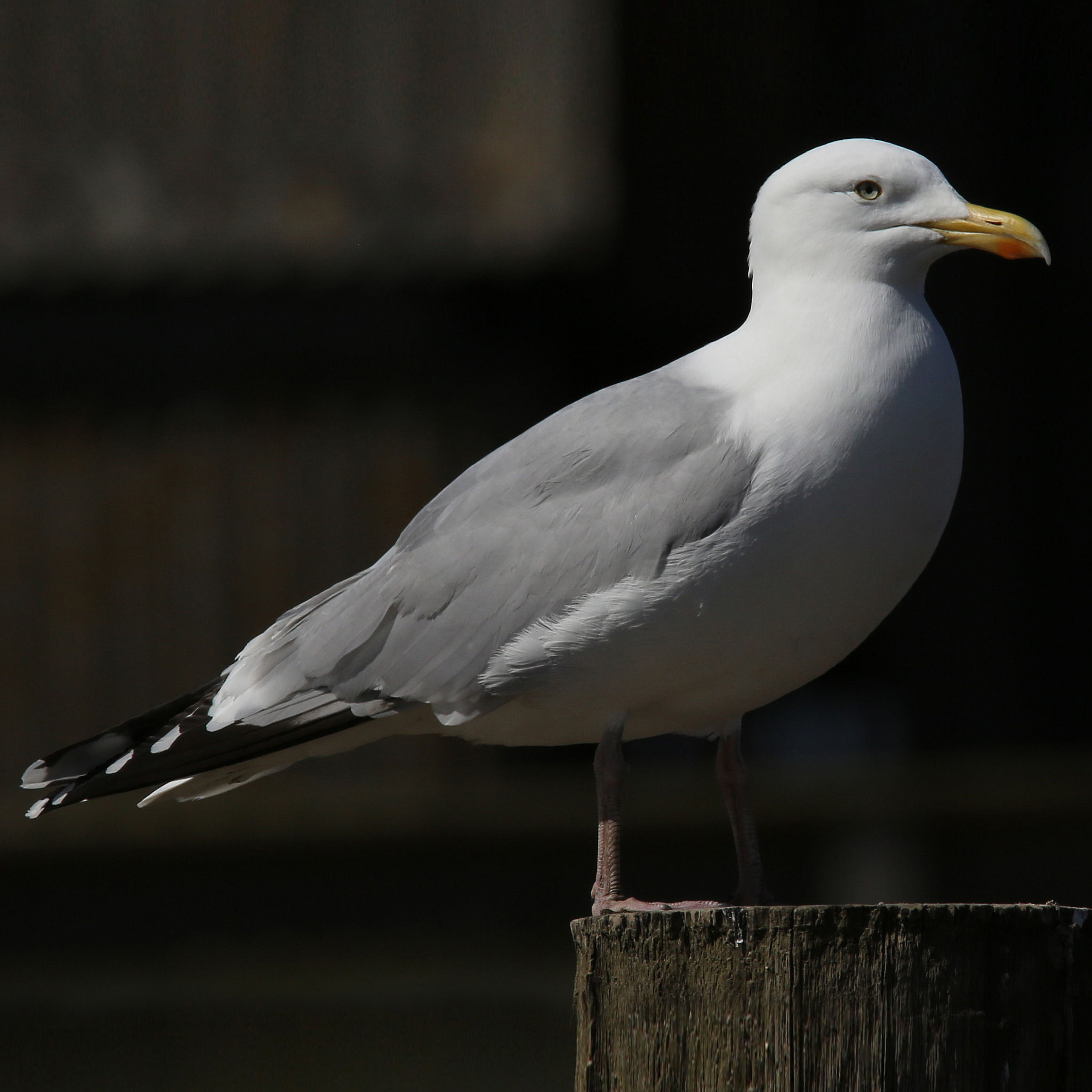 Herring Gull Suffolk Biodiversity Information Service